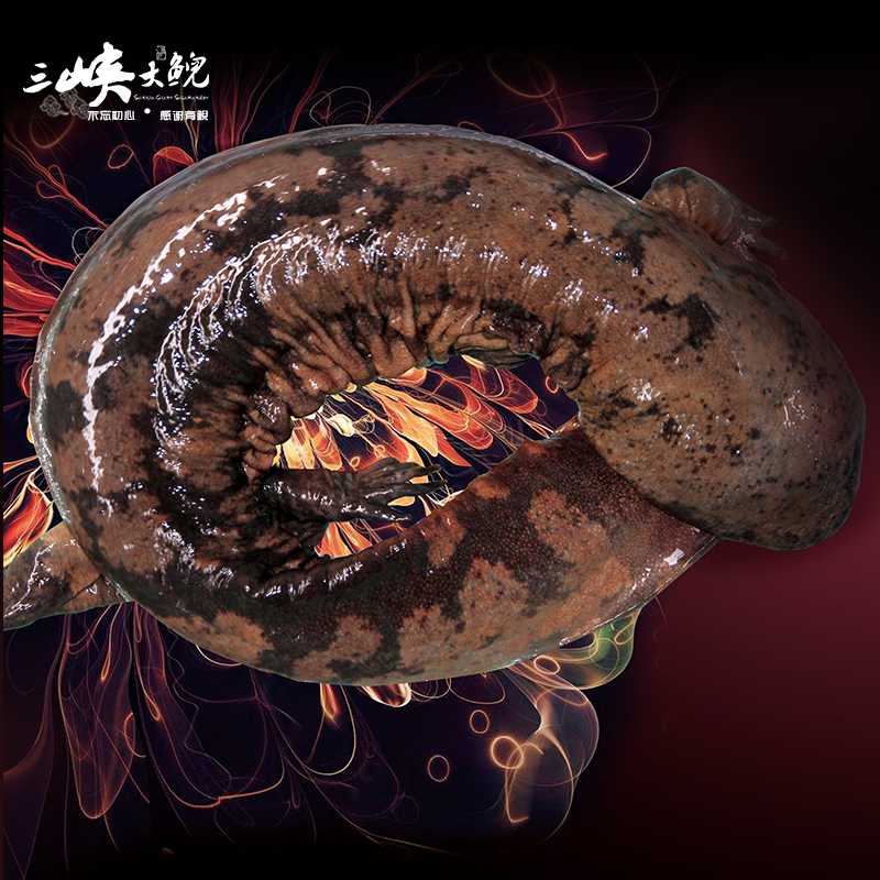 【有機(jī)認(rèn)證】長(zhǎng)生走魚(yú)來(lái)自三峽庫(kù)區(qū)無(wú)人區(qū)和涵養(yǎng)區(qū)（長(zhǎng)生灣年產(chǎn)60萬(wàn)尾，長(zhǎng)生淀年產(chǎn)60萬(wàn)尾）